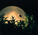 1maggio_Lumaca-di-notte_pan.jpg