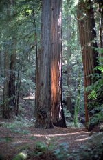 Redwood.jpg
