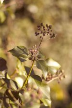 S75 ivy fruit.JPG