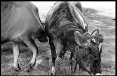 cows.jpg