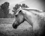 Horse (1 of 1).jpg