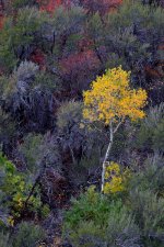 lone aspen 242.jpg
