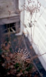yashicafuji002.jpg