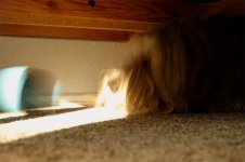 dog-in-distress.jpg