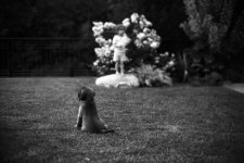 puppy.jpg