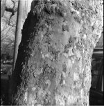 Reflex-Korelle-Tessar.jpg