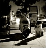 night_vespa_dogs.jpg