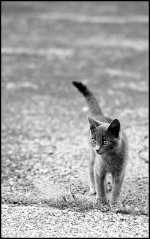 catcrop.jpg