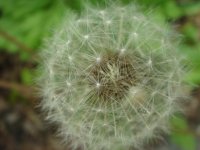 Dandelion.JPG