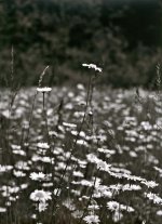 Cropped Flower Field web.jpg