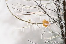 DK-Ice-Storm-07-Leaf.jpg