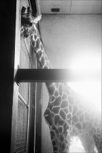 giraffe.jpg