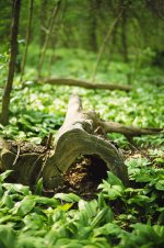 Hauptallee Nokton Velvia50 Baumstumpf copy.jpg