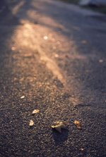 Summicron Velvia50 Blatt copy.jpg