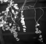 blossom.jpg