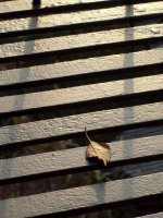 sunleaf03.jpg