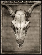 sabattier deer.jpg
