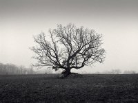 tree, battlefield.jpg