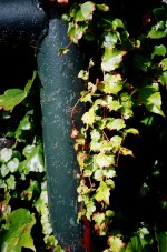 C35 AUTO-UP Full.jpg