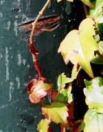 C35 AUTO-UP Crop.jpg