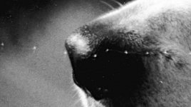 nose.jpg