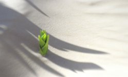 lb2_sand_and_growth.jpg
