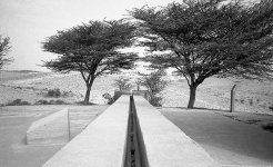 2trees.jpg