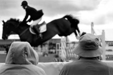 Watching-horses-37.5%.jpg