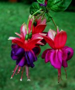 Fuchsia Smalledit.JPG