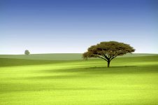 greentree30x45.jpg