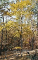 Yellow Tree 3.jpg