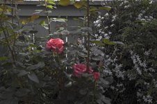 135Rose-lr.jpg