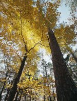 Yellow Tree 1.jpg