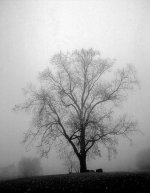 tree-in-fog-II.jpg