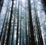 Mist-small.jpg