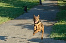 running_dog.jpg