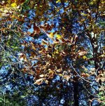 leaves18.jpg