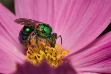 Takumar 100 f4 Macro 30D 5.jpg