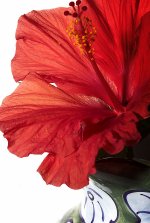 flower01L1000719.jpg