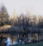Reflections-I.jpg