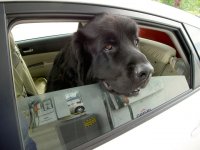 black_dog_white_prius.jpg