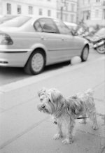 APX 400 Cron C 1010 Hund copy.jpg