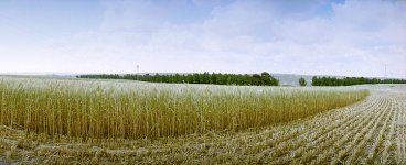 field-dvir-dolav1-750.jpg