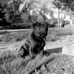 winston_small.jpg