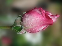 Coolpix 880.jpg