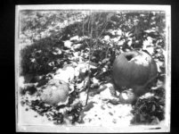 pumpkins_n_snow3.JPG