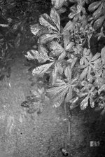 Summitar Fp4 Blätter.jpg