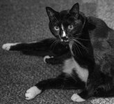 DSC00018-SHARKY.jpg