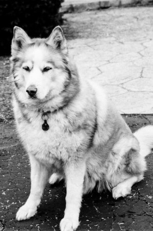 2023-02-27 Trooper Contax IIA Sonnar 50-2 Eastman 5222 380420031.jpg