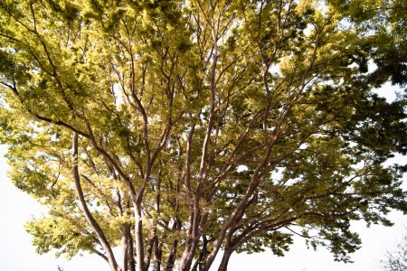 082-treesky.jpg